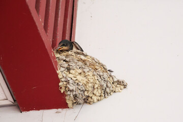 Swallow chicks on the nest in summer, waiting for their parents to return