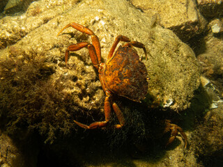 A closeup underwater picture of a crab taking shelter among stones and seaweed. Picture from Oresund, Malmo in southern Sweden.