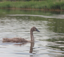 floating gray  swan on the background of reeds    