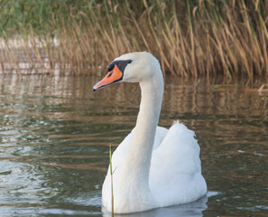 floating swan on a background of summer lake reeds   