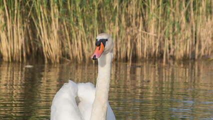 frontal portrait of a floating white swan against the background of reeds 