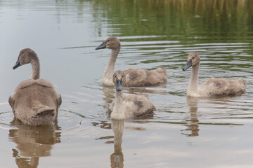 four young swans swimming in a summer lake 