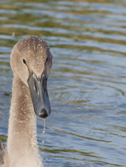 head of a young gray swan, closeup 