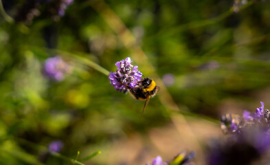 Honey bee collecting food from lavender blossom