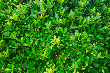 Fototapeta na wymiar Green leaves in the college garden