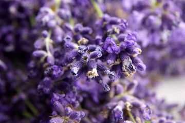 Floral background - natural lavender flowers buds