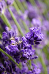 Floral background - fresh lavender flowers buds