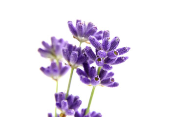Beautiful purple lavender stems isolated on white