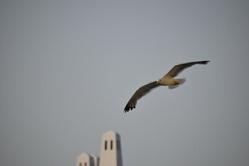 seagull in flight