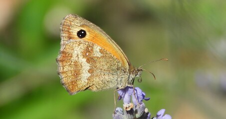 Papillon marron et orange