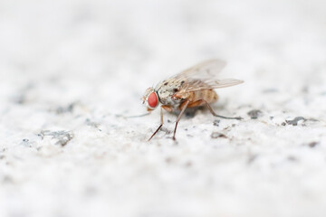 Fliege