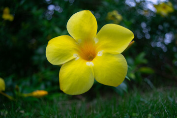 yellow flower in spring