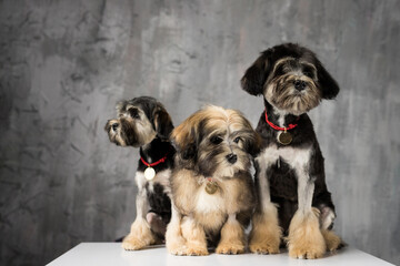 Three Bichon Lion dogs photographed in the studio