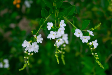 white flowers on a green background