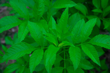 Green leaves in the college garden