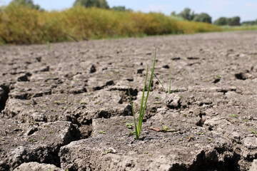 Small green plant growing on the cracked bottom of a dry river.  Concept global warming.