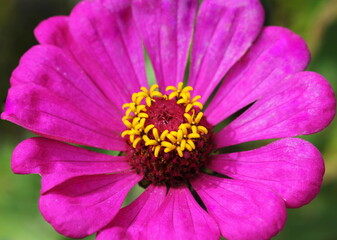 Graceful zinia or better known by the scientific name Zinnia elegans is one of the most famous annual flowering plants of the genus