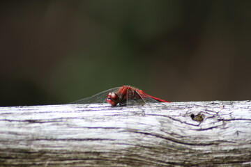 Libellule rouge