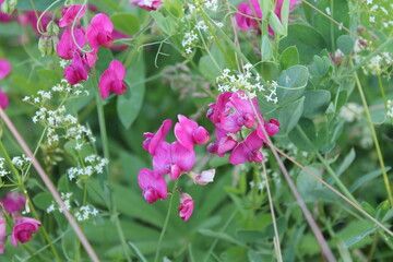 sweet peas in the field