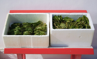 Sacha inchi dry leaves