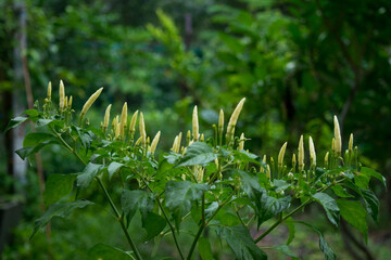 The young Chili after raining