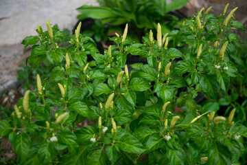 The young Chili after raining