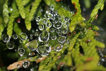 Wassertropfen