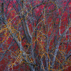 WICKER - MIMBRE, Ruta del Mimbre, Cuenca, Castilla - La Mancha, Spain, Europe