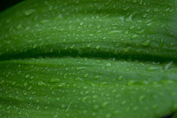The fresh green beautiful leaves after raining 
