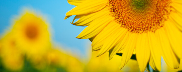 Obraz premium Sunflower close-up against the blue sky. Copy space for text.