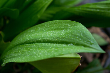 The fresh green beautiful leaves after raining 