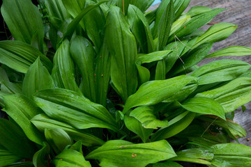 Fototapeta premium The fresh green beautiful leaves after raining 