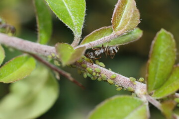 Ameise und Blattläuse