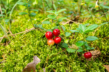 Red lingonberry cranberry large berries grow on a bush in the forest
