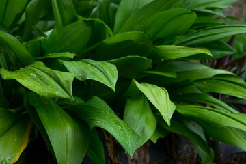 Obraz premium The fresh green beautiful leaves after raining 