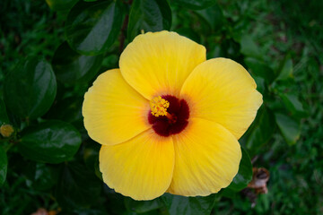 yellow Hibiscus flower in the garden