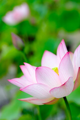 蓮の花