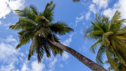 Palm trees in The Caribbean Island in Martinique in France
