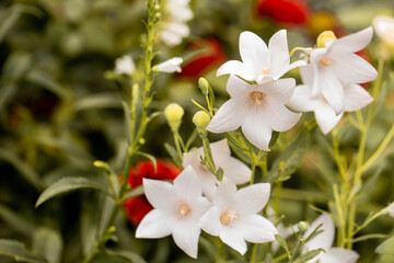 Fototapeta na wymiar White bells flower in the garden.
