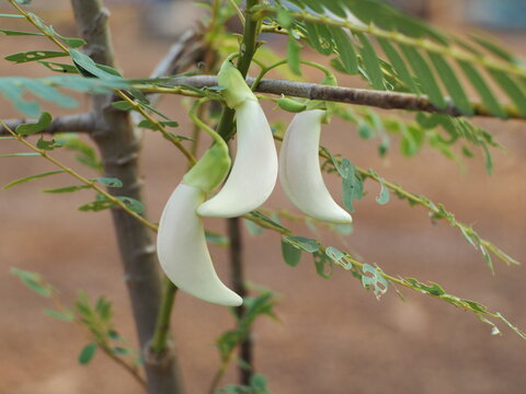 The Vegetable Humming Bird, Sesbania Grandiflora, Agasta is Blooming 