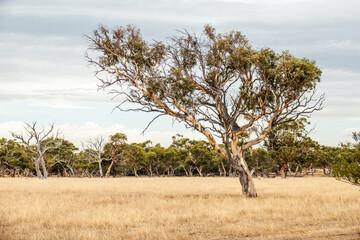 eucalyptus tree in an Australian landscape scenery