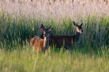 Jelenie cervus elaphus podczas posiłku © PeterG