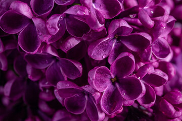 Close up of  dark lilac flowers.