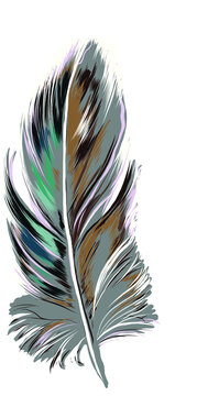 feather on white background