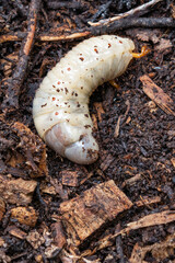 Obraz premium Oryctes nasicornis, Nashornkäfer, Nashornkäferlarve