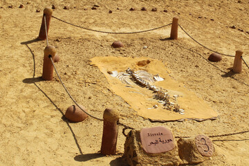 Object of fossil and desert in the exhibition display of wadi hitan Unison world heritage site at...