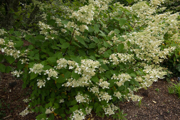 Flower Heads of a Paniculate Hydrangea Shrub (Hydrangea paniculata 'Kyushu') Growing in a Woodland...