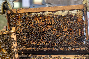 Beekeepers working to collect honey