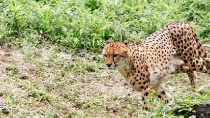 草むらを走るチーター