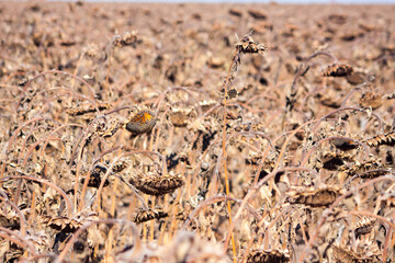 Crop in the Large field of dry sunflower on a sunny day. Autumn harvest., in the background big harvester mowing ripe,